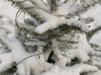 Close-up of snow covered pine tree