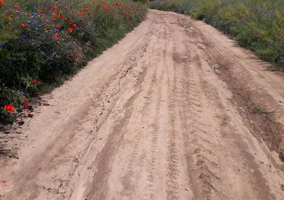 Dirt road amidst plants and trees