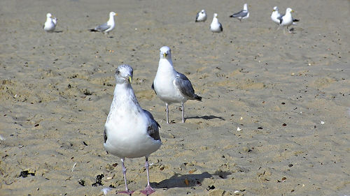 Seagull flying over white background