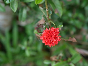 Close-up of red flower