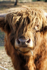 Close-up portrait of a horse