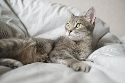 Portrait of cat resting on bed