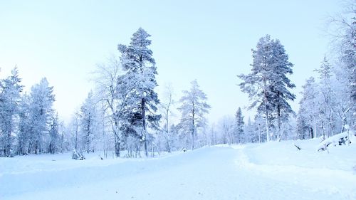 Low angle view of frozen trees against sky during winter