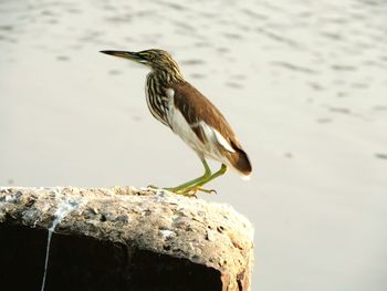 Close-up of bird perching on water