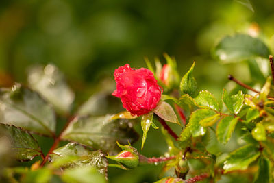 Close-up of red rose on plant with raindrops 