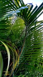 Close-up of palm tree against sky