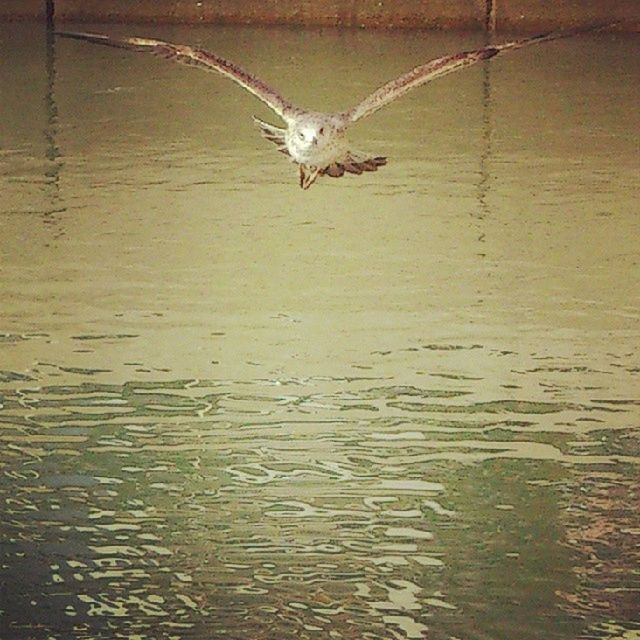 animal themes, animals in the wild, one animal, bird, wildlife, flying, spread wings, water, waterfront, mid-air, seagull, two animals, motion, rippled, nature, river, zoology, full length, lake, animal wing
