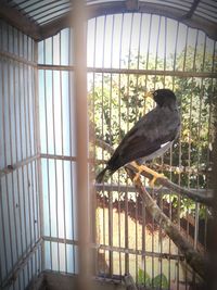 View of bird in cage