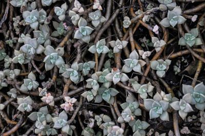Full frame shot of leaves on field