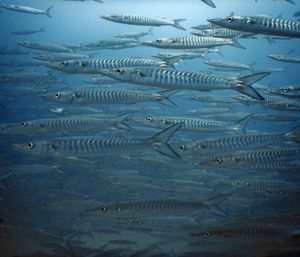View of fishes swimming in sea