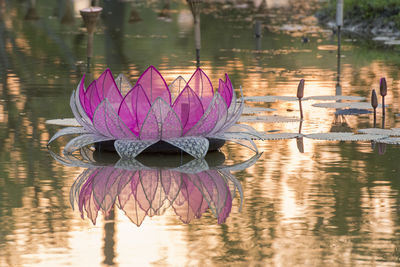 Pink flowers in lake