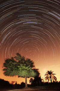 Trees against sky at night