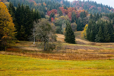 Scenic view of grassy field