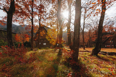 Trees in forest during autumn