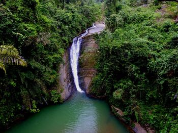 Scenic view of waterfall in forest
