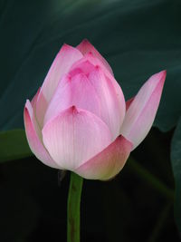 Close-up of pink lotus water lily