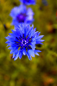 Close-up of purple flowers blooming