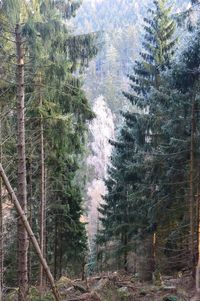 Pine trees in forest during winter