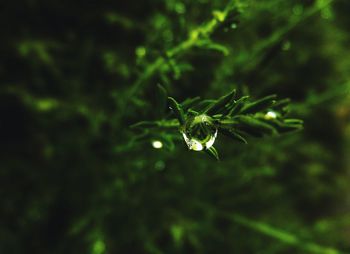 Close-up of plant against blurred background