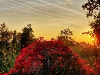 Red flowering plants and trees against sky during sunset