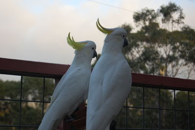 Low angle view of two cockatoo birds perching on a fence 