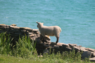 Sheep standing on wall by water 