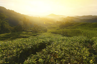 Scenic view of vineyard against sky during sunset