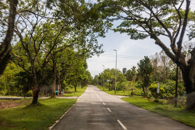 Empty road along trees