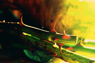 Close up of leaf