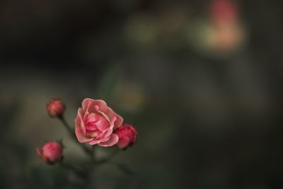 Close-up of pink rose blooming outdoors