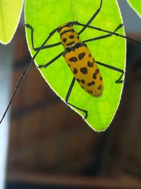 Close-up of butterfly on leaf