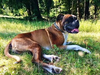 Dog on field