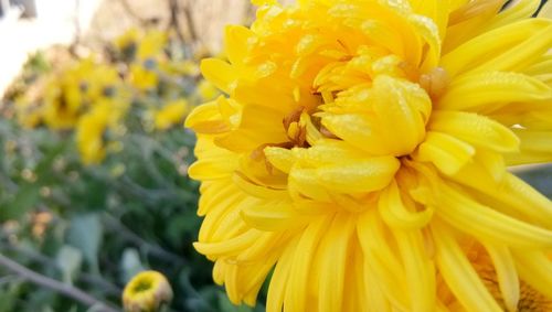 Close-up of yellow flower blooming outdoors