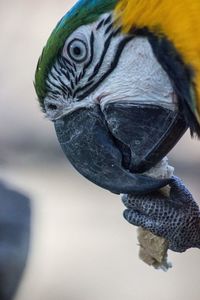 Close-up of peacock