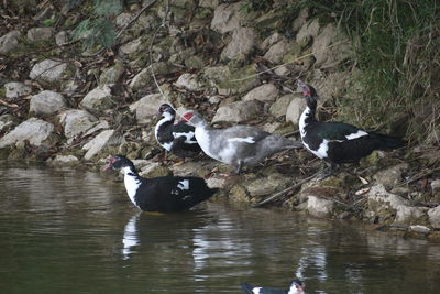 Ducks in lake