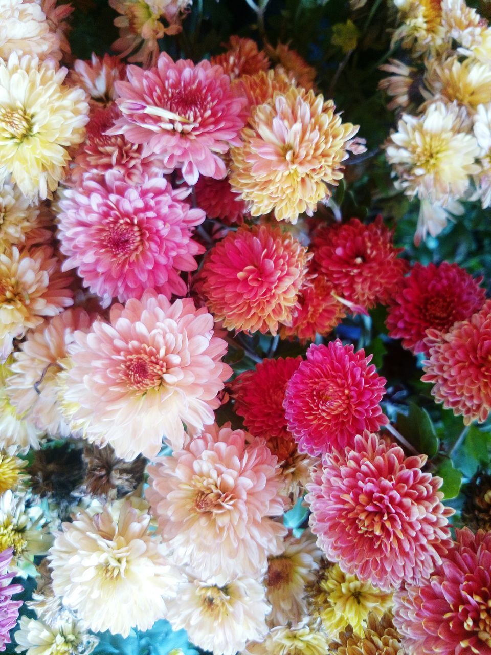 HIGH ANGLE VIEW OF PINK DAHLIA FLOWERS