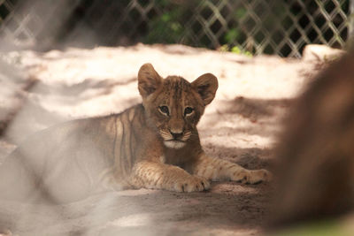 Baby african lion cub panthera leo has fun playing with its siblings.