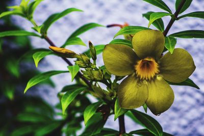 Close-up of yellow flowering plant