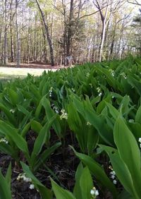 Close-up of fresh green plants in field