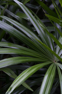 Full frame shot of palm leaf