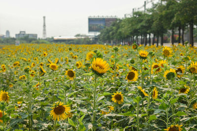 Sunflowers growing in field