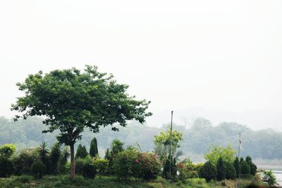 Trees on landscape against clear sky