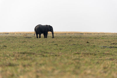 Elephant in a field