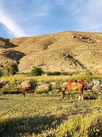 Horse grazing on field against sky