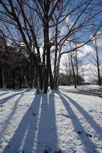 Bare trees on snow covered landscape