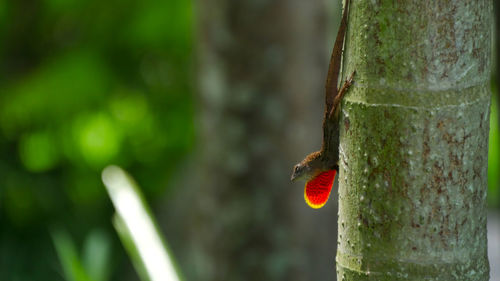 Close-up of lizard on tree trunk