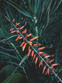 High angle view of orange plant