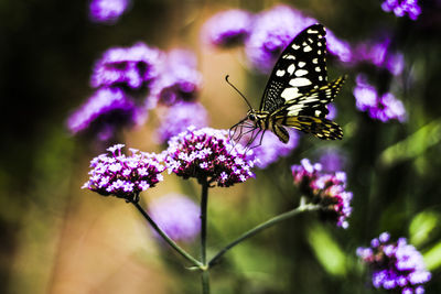 Close-up of butterfly on purple flowers