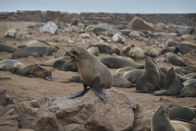 Close-up of seal at beach