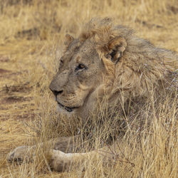 Lion relaxing on field